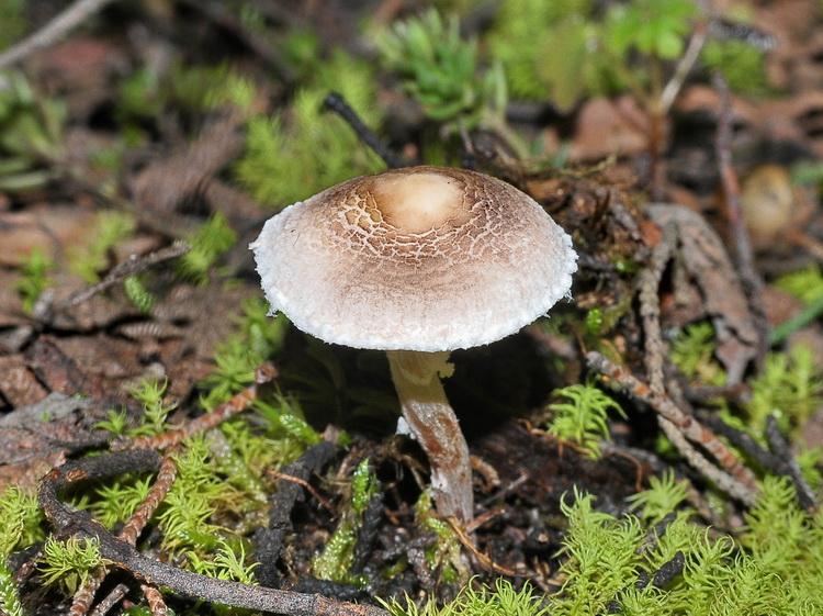 Lepiota sp.